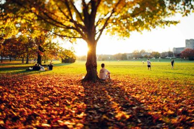 As the sun sets, students sit under trees. A blanket of leaves covers the ground on the edge of a large, green field with stone buildings in the background.